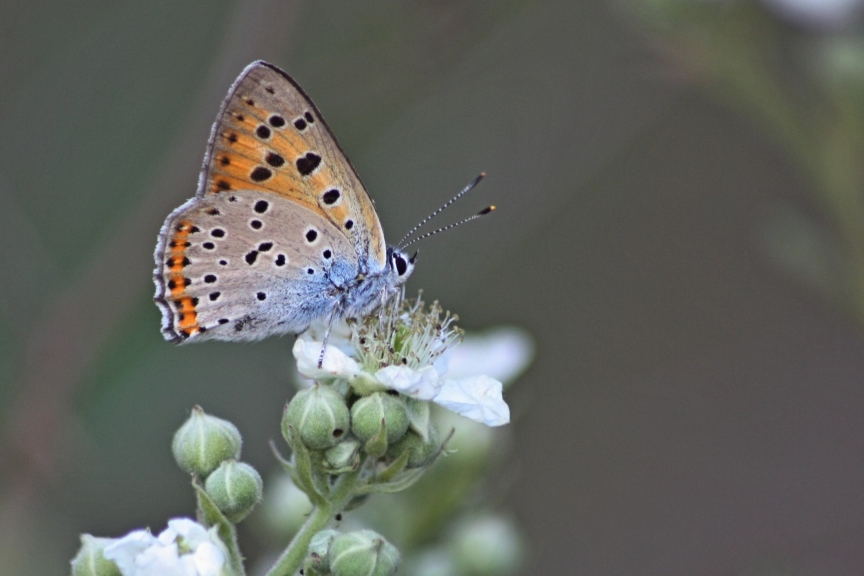 Lycaena alciphron?